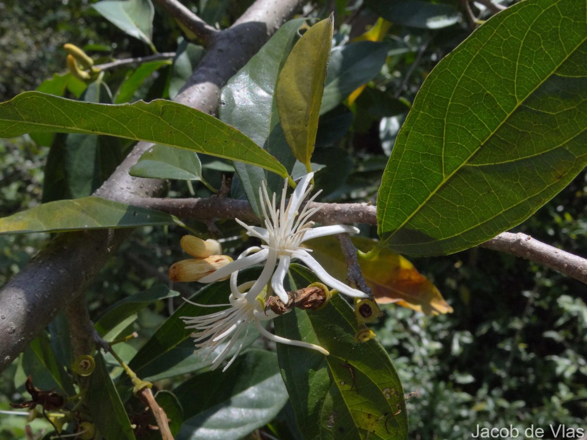 Alangium salviifolium (L.f.) Wangerin